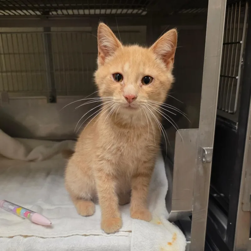 A baby small-sized male Orange / Red Domestic Short Hair cat named Eggs Benedict for adoption in Bristol, IN