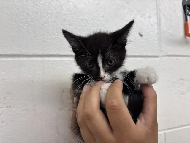 A baby small-sized female Domestic Short Hair cat named Puddles for adoption in San Bernardino, CA
