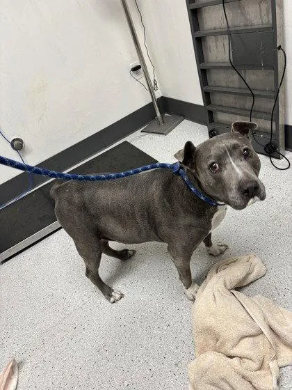 A senior large-sized female Pit Bull Terrier dog named Gladys for adoption in Oakland, CA