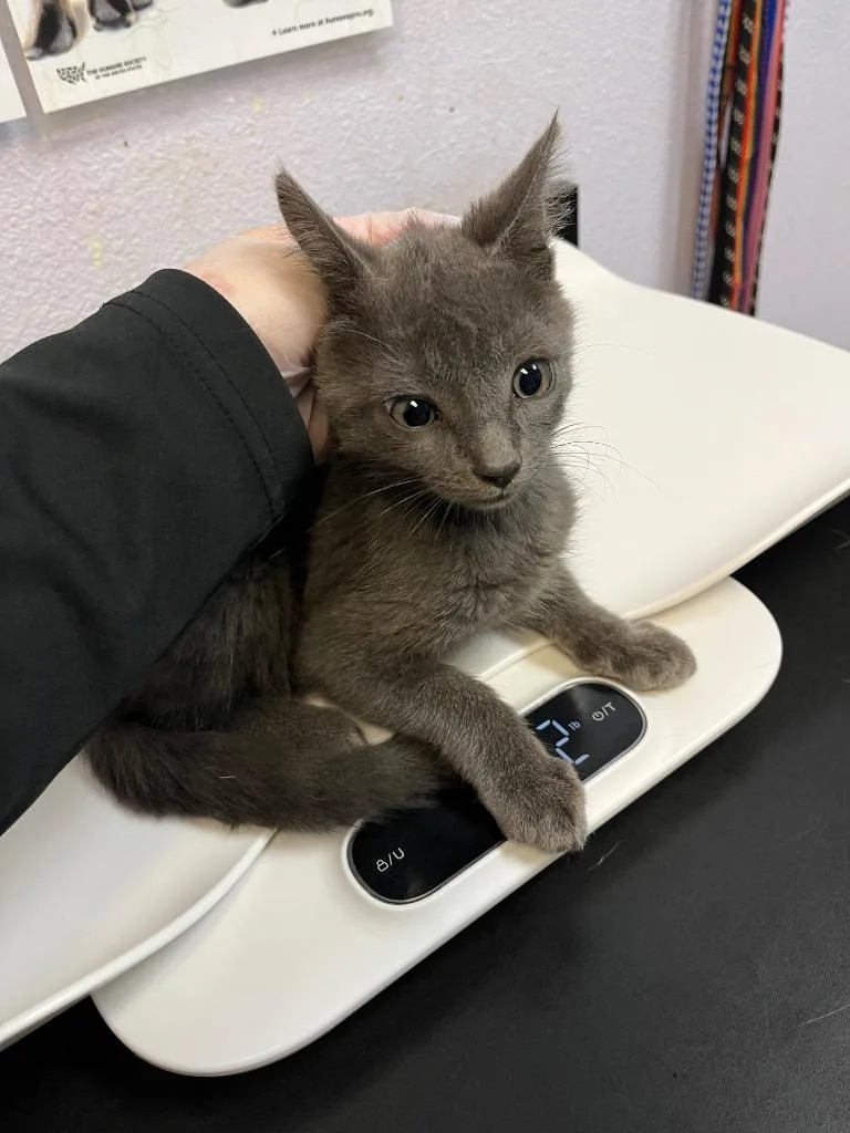 A baby medium-sized male Domestic Short Hair cat named Talon for adoption in New Braunfels, TX