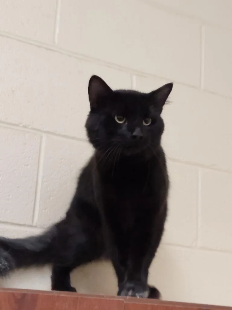 An adult medium-sized male Domestic Short Hair cat named Binks for adoption in Winder, GA