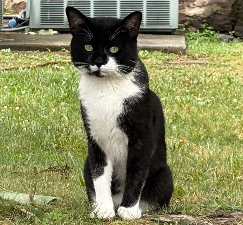 A young medium-sized male Domestic Short Hair cat named Siggy for adoption in East Hartford , CT