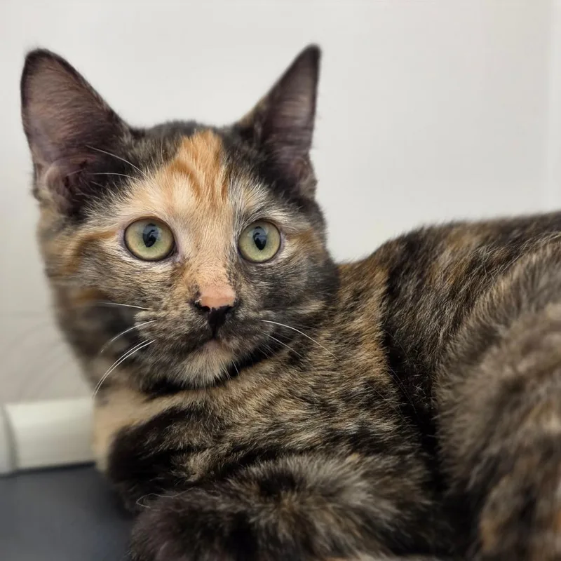 A young medium-sized female Tortoiseshell Domestic Short Hair cat named Luci for adoption in Sarasota, FL