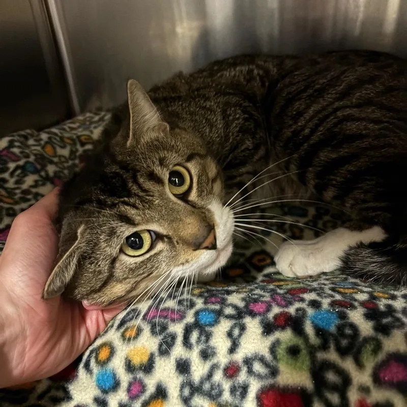 An adult large-sized male Brown / Chocolate Domestic Short Hair cat named The God Father for adoption in York, PA