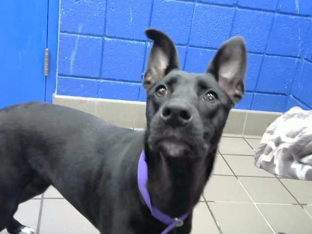 A young small-sized female German Shepherd Dog dog named Brandi for adoption in Albuquerque, NM