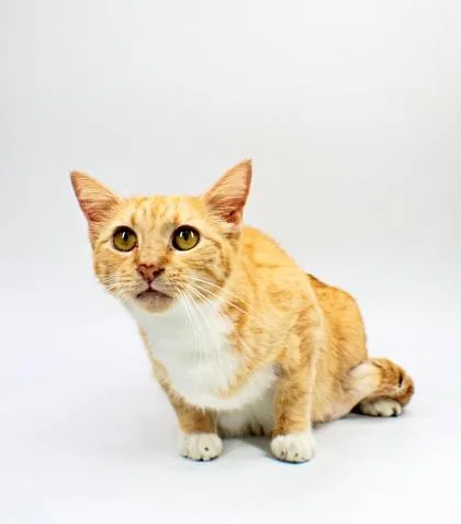An adult small-sized female Domestic Short Hair cat named Clementine for adoption in Morton Grove, IL