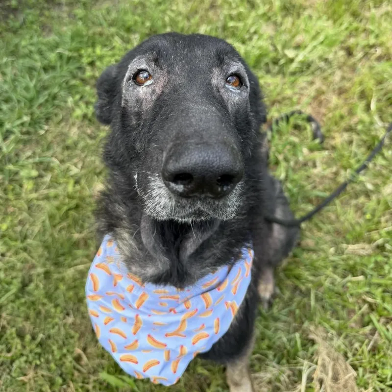 A senior large-sized male Black German Shepherd Dog dog named Seis for adoption in Stephens City, VA