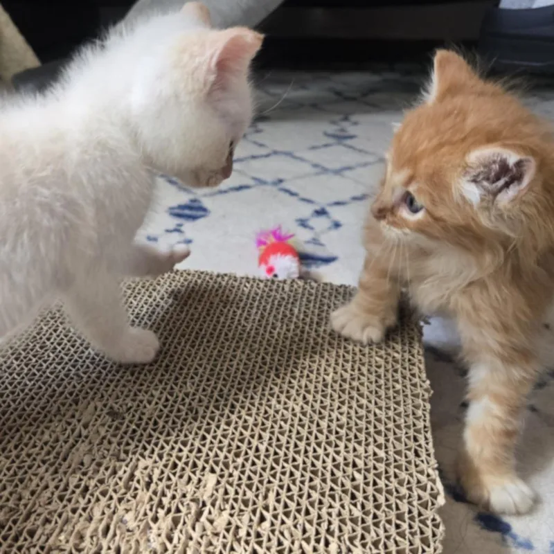 A baby small-sized male Orange / Red Domestic Short Hair cat named Franz Joseph for adoption in San Pablo, CA
