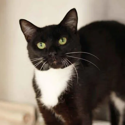 An adult small-sized male White Domestic Short Hair cat named Glen Coco for adoption in Atlanta, GA