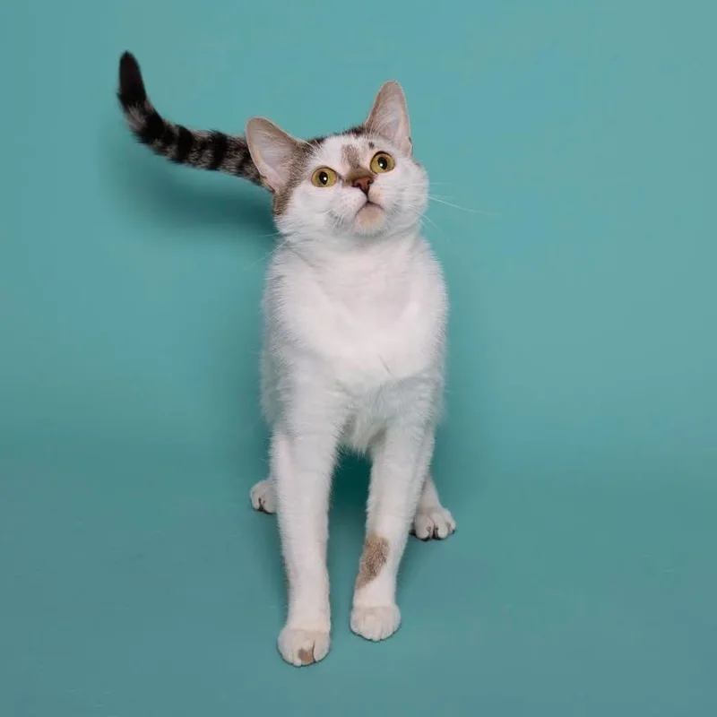 A young medium-sized female White Domestic Short Hair cat named Paulette for adoption in Bismarck, ND