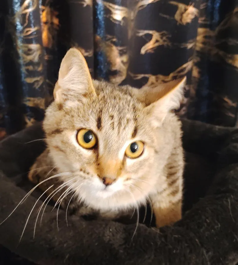 A baby large-sized male Domestic Short Hair cat named Omi for adoption in San Jacinto, CA