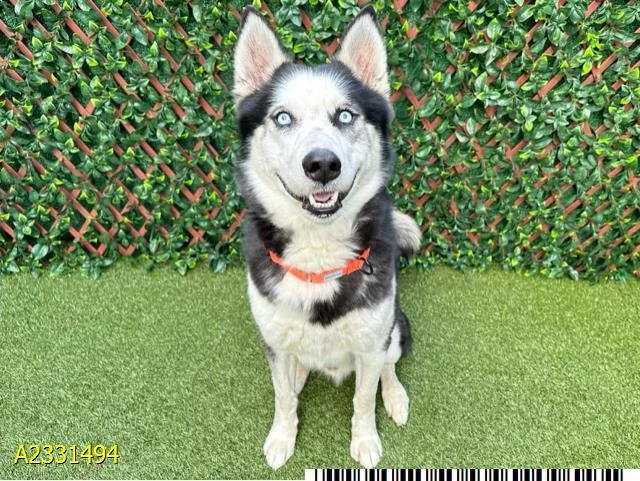 An adult large-sized male Mixed Breed dog named Franz for adoption in West Palm Beach, FL