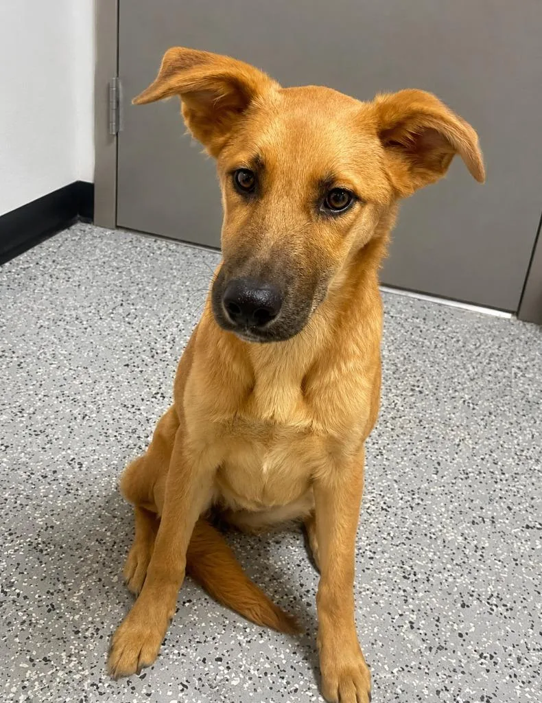 A baby medium-sized female Terrier dog named Princess Leia for adoption in Seven Points, TX