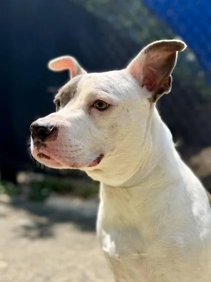 An adult large-sized female Pit Bull Terrier dog named Hermione for adoption in New Orleans, LA