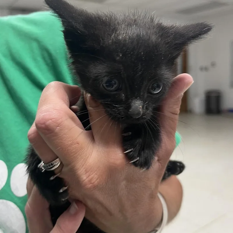 A baby small-sized male Black Domestic Short Hair cat named ToulouseC for adoption in East Saint Louis, IL
