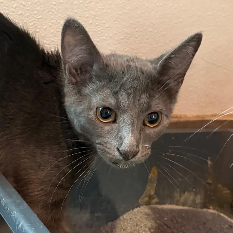 A young small-sized male Brown / Chocolate Domestic Medium Hair cat named Mog for adoption in West Des Moines, IA