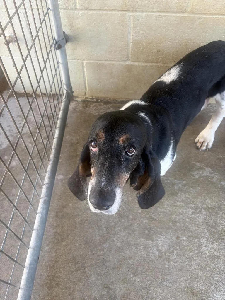 A young large-sized male Basset Hound dog named Fred Durst for adoption in Lawrenceburg, TN