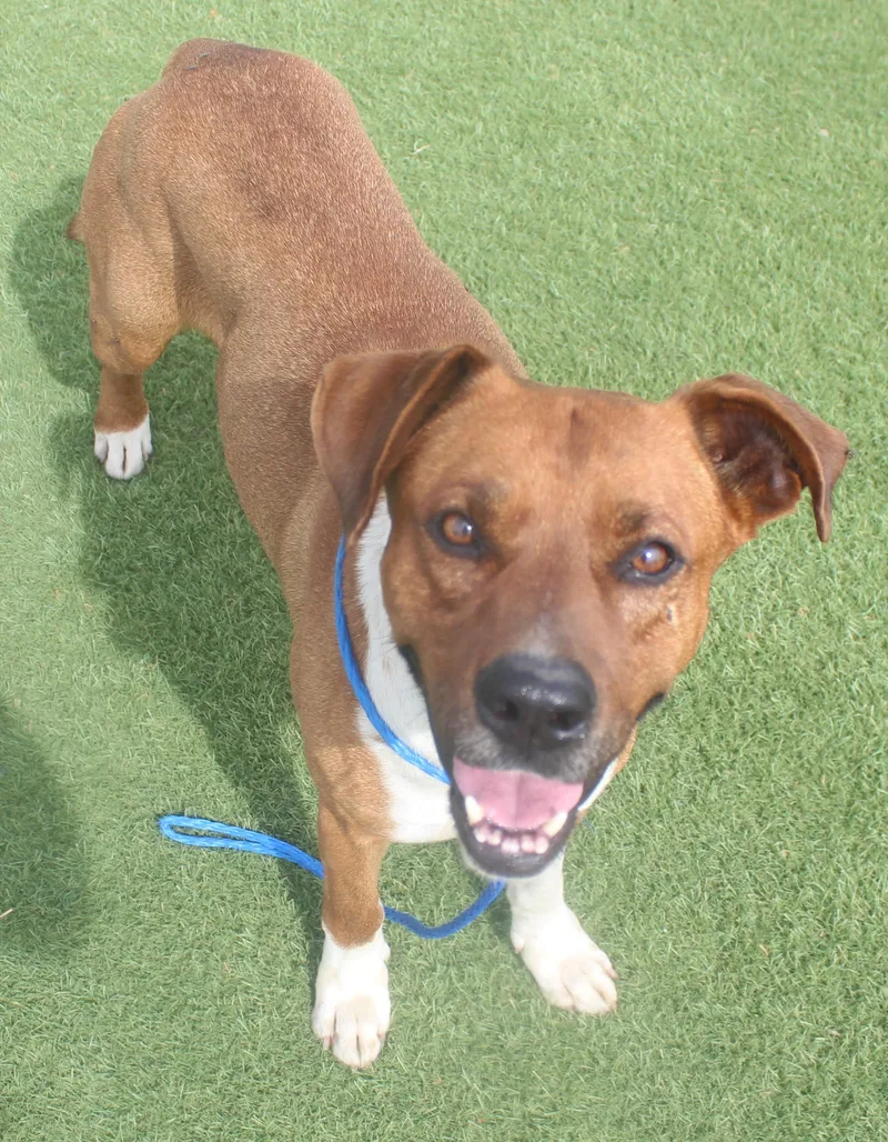 An adult medium-sized male Rhodesian Ridgeback dog named Palmer for adoption in Wasco, CA