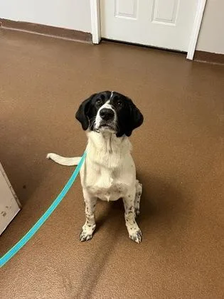 A young large-sized male Black Pointer dog named Ranger for adoption in Winfield, KS