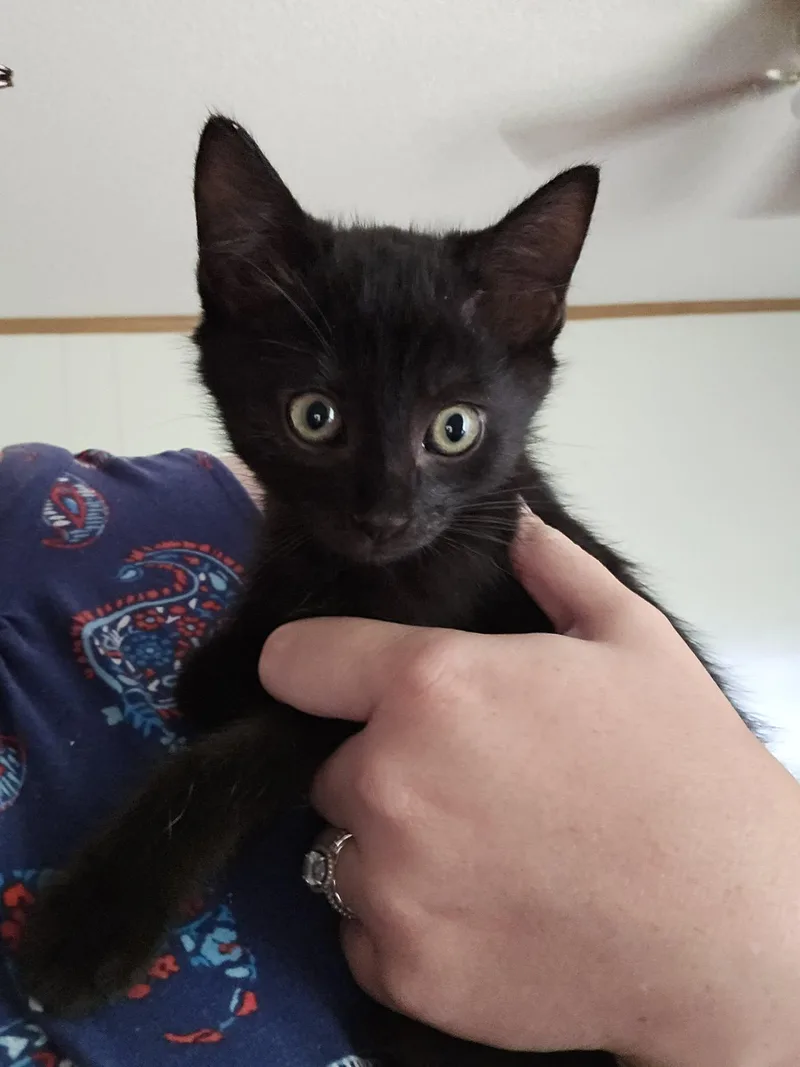 A baby medium-sized male Black Domestic Short Hair cat named Viper for adoption in Forest, VA