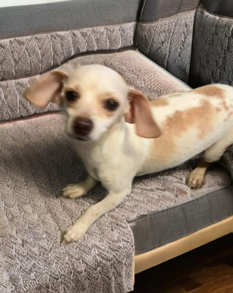 An adult small-sized female White / Cream Dachshund dog named Dot for adoption in Fredericksburg, VA