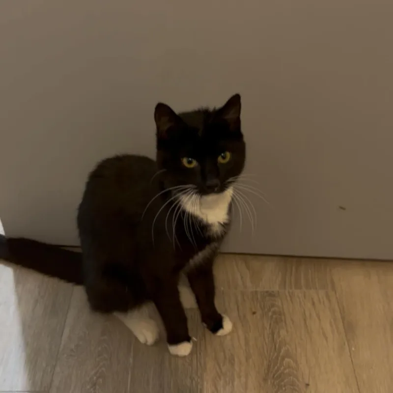 A young medium-sized female Black Domestic Short Hair cat named Lorelai for adoption in Moriches, NY