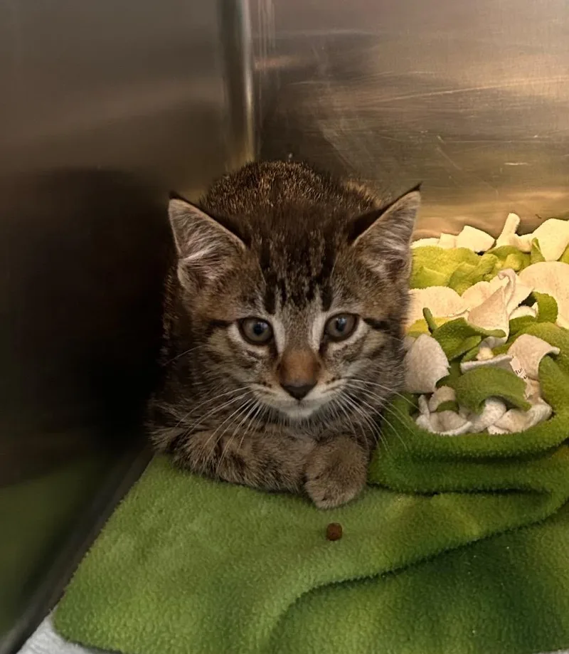 A baby small-sized male Domestic Short Hair cat named Hallow for adoption in New Manchester, WV