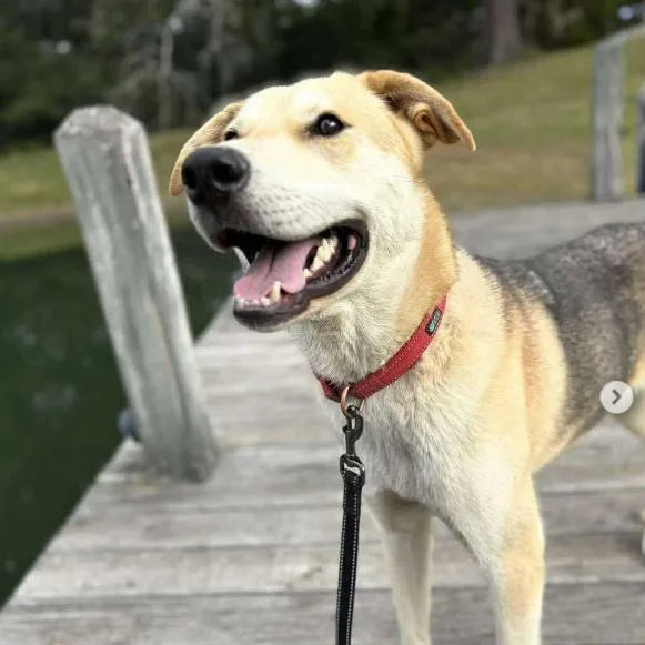 An adult large-sized male Black Mixed Breed dog named Denali for adoption in Dover, NH
