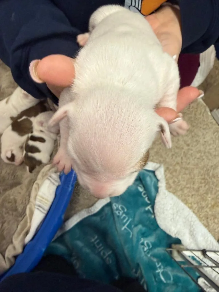 A baby small-sized male Pit Bull Terrier dog named Cedric for adoption in Utica, MI