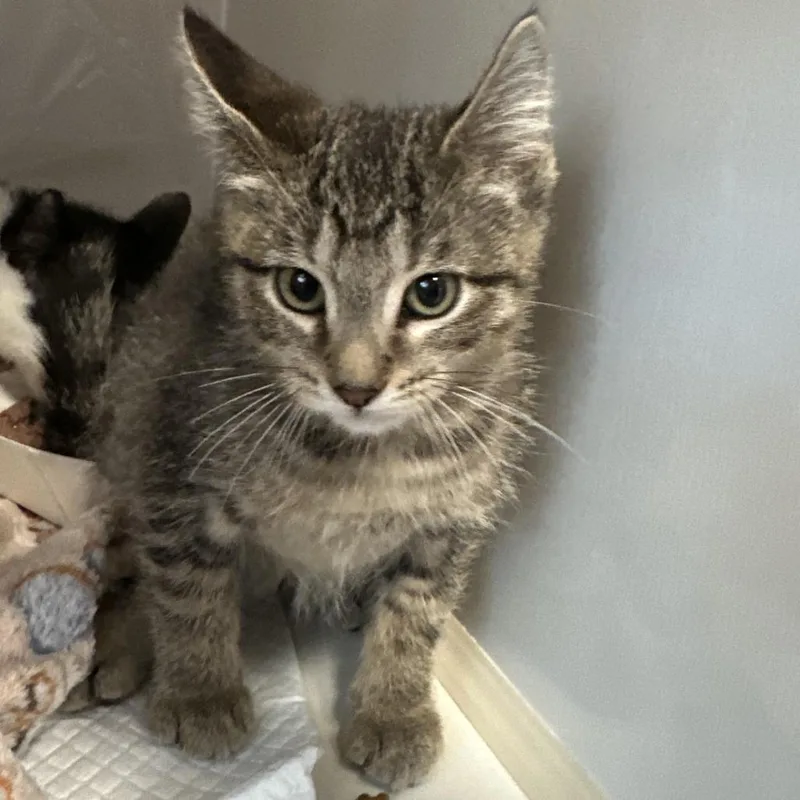 A baby small-sized female Domestic Short Hair cat named Brownie for adoption in Forest Park, IL
