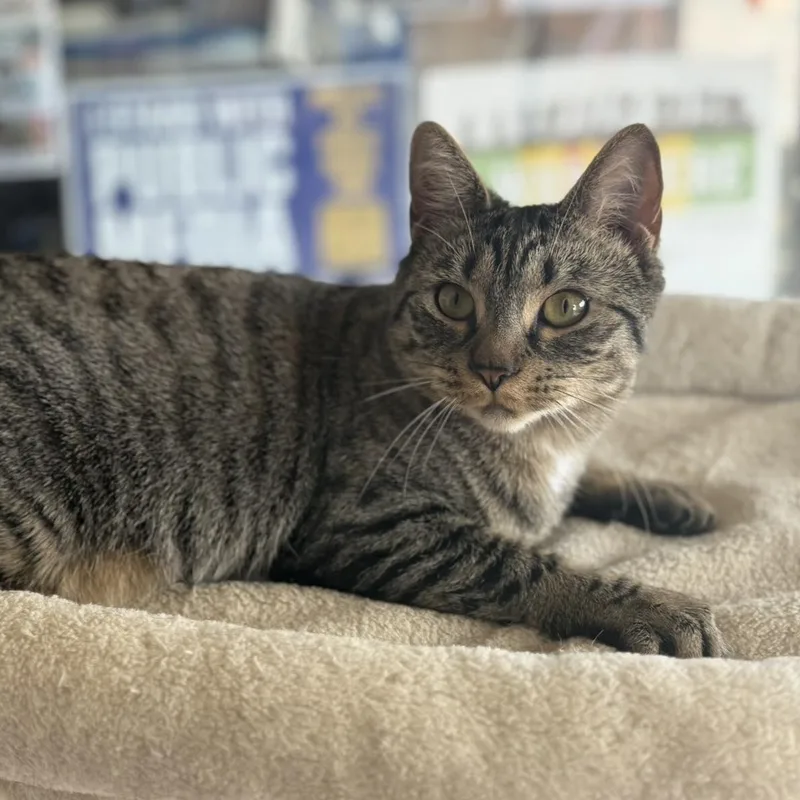 A young small-sized female Tabby (Brown / Chocolate) Tabby cat named Celeste for adoption in East Amherst, NY