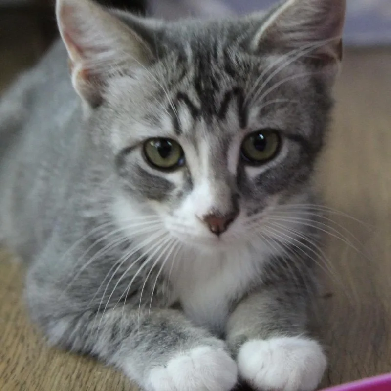A baby small-sized female Domestic Short Hair cat named Catalina for adoption in Tustin, CA