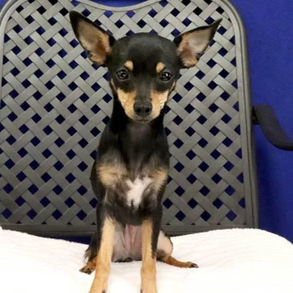 A young small-sized female Chihuahua dog named Midget Britches for adoption in Fort Davis, TX