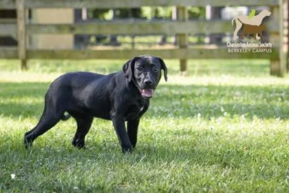An adult small-sized female Labrador Retriever dog named B Cora for adoption in North Charleston, SC