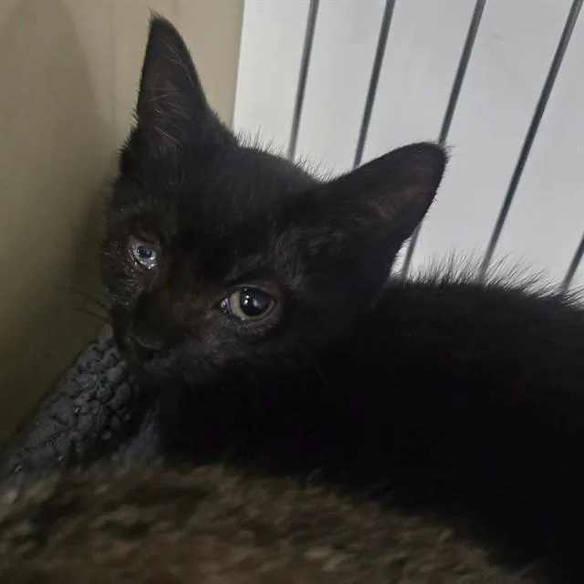 A baby small-sized male Domestic Short Hair cat named Bootstrap Bill for adoption in Easton, MD