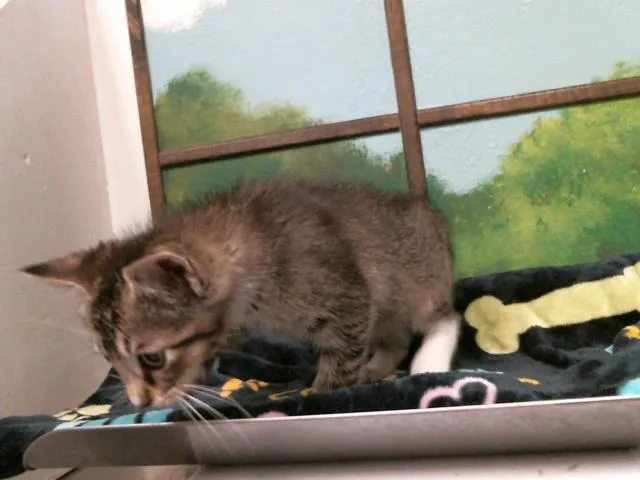 A baby small-sized female Domestic Short Hair cat named Cauliflower for adoption in Houston, TX