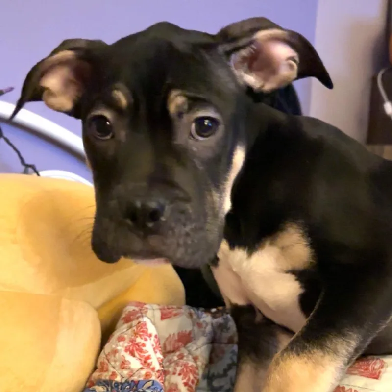 A baby medium-sized male Boxer dog named Bowser for adoption in Northville, MI