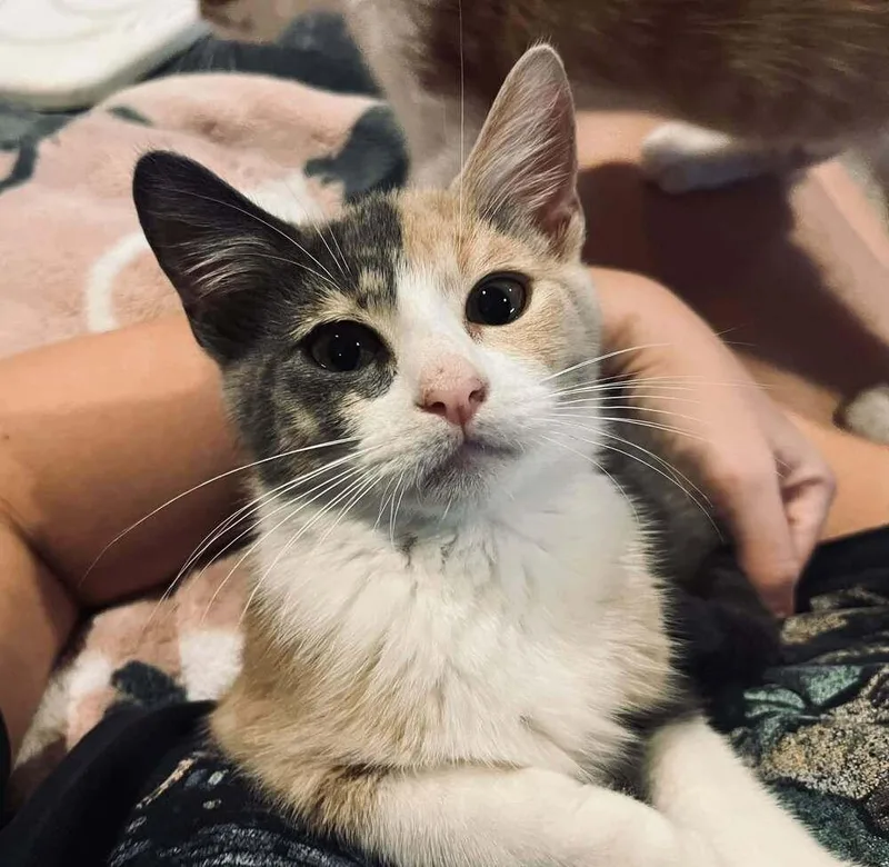 A baby small-sized female Gray & White Domestic Short Hair cat named Ariel for adoption in Bossier City, LA