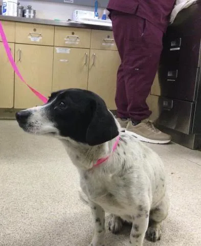 A young small-sized female Chihuahua dog named Sequoia for adoption in Riverside, CA