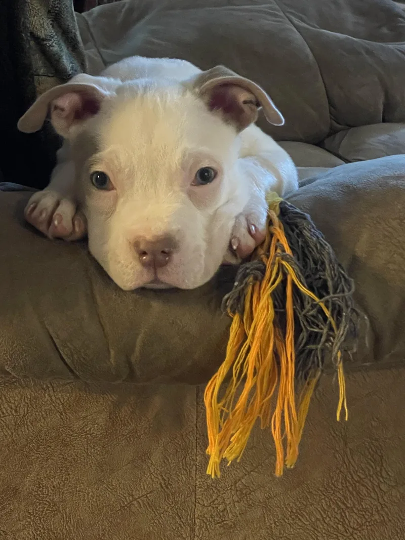 Milo