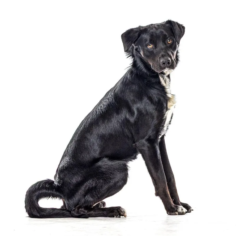 A young medium-sized male Black Border Collie dog named Beau for adoption in Reno, NV