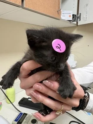 A baby small-sized female Domestic Short Hair cat named Zeppo for adoption in Longmont, CO
