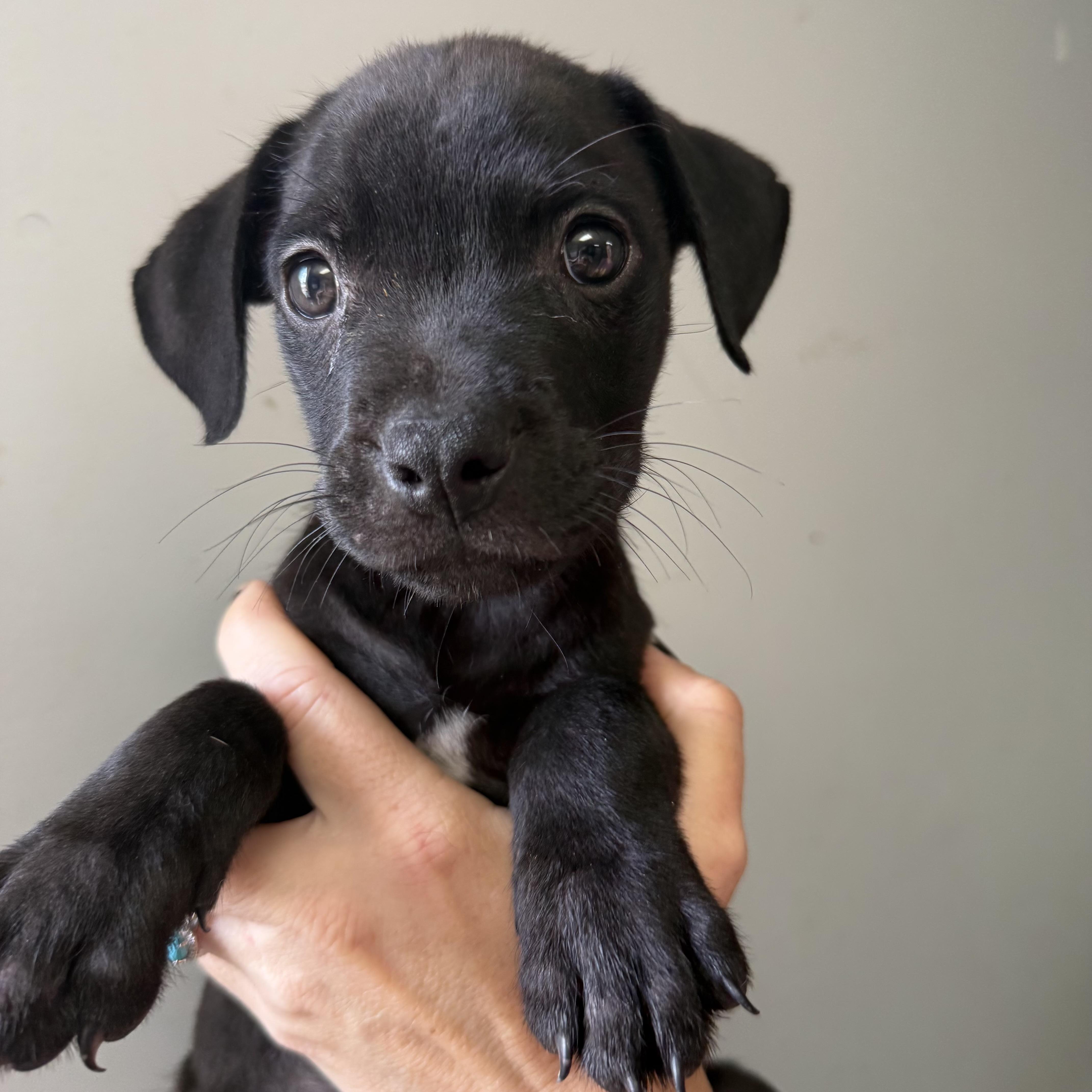 A baby medium-sized male Black Mixed Breed dog named Munchkin for adoption in Columbia, SC