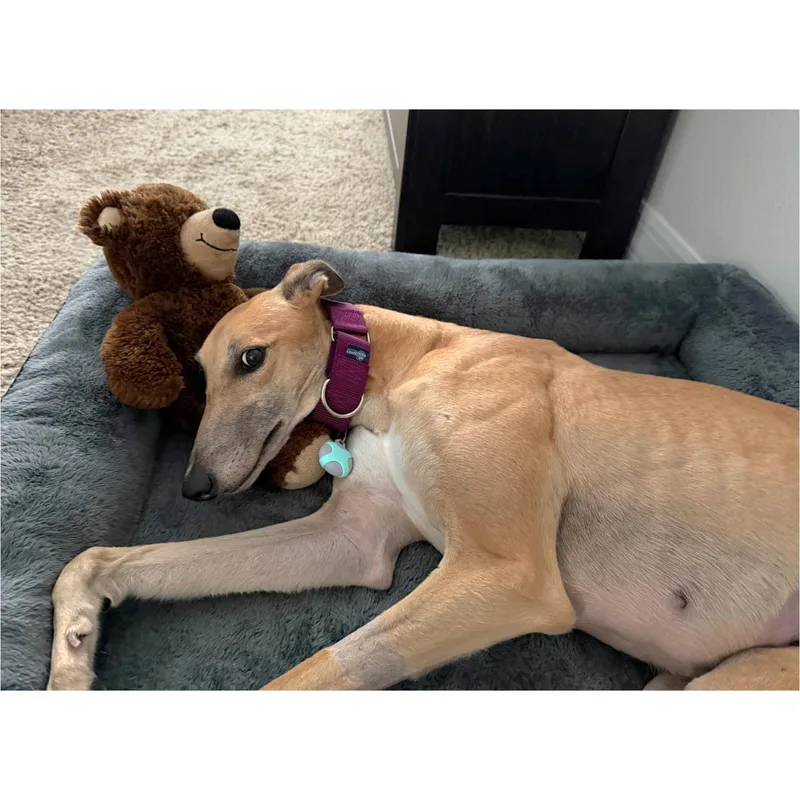 An adult large-sized female Greyhound dog named Cg'S Remorse for adoption in Tarpon Springs, FL