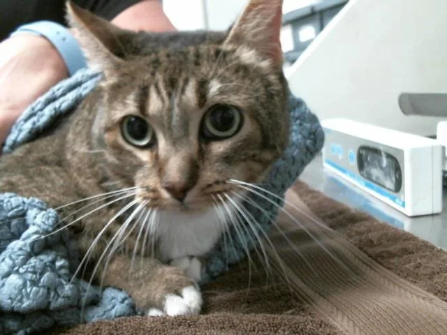 An adult large-sized female Domestic Short Hair cat named Socks for adoption in Houston, TX