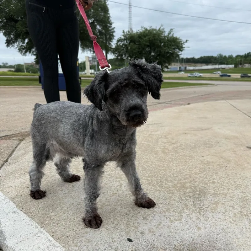 An adult small-sized male Gray / Blue / Silver Schnauzer dog named Chewy for adoption in Brooklyn, NY