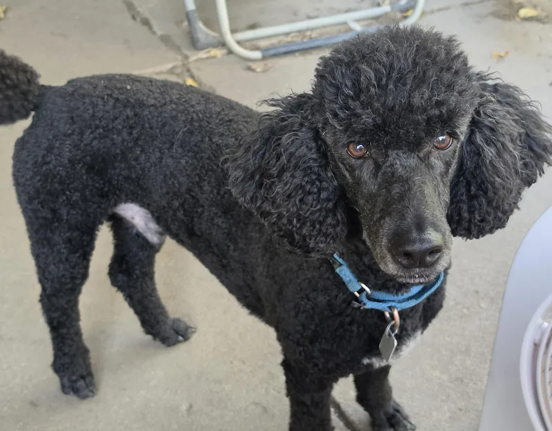 An adult medium-sized male Black Poodle dog named Gorgeous George for adoption in Lansing, MI