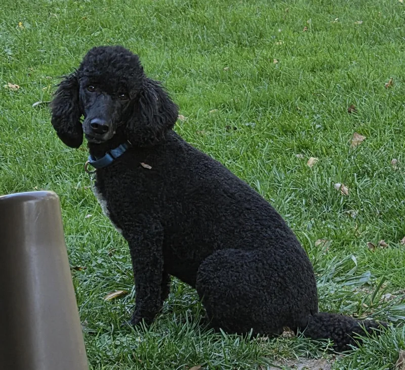 Gorgeous George thumbnail 2