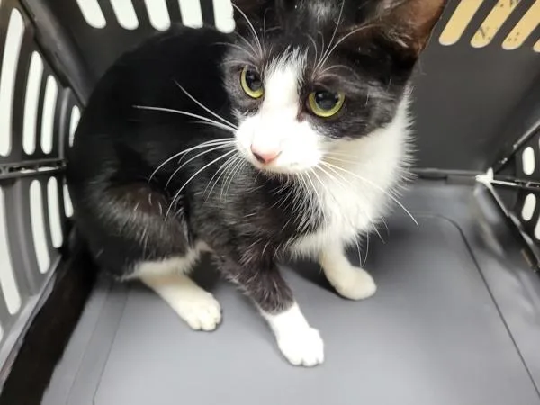 A young small-sized female Domestic Short Hair cat named If Camilla for adoption in Lawrenceville, GA