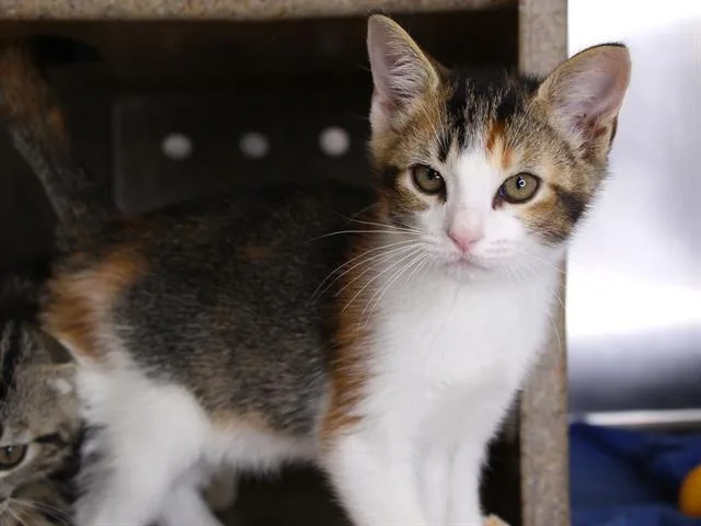 A baby small-sized female Domestic Short Hair cat named Ticonderoga for adoption in Tallahassee, FL